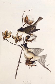 Pewit Flycatcher. From "The Birds of America", 1827-1838. Creator: Audubon, John James (1785-1851).