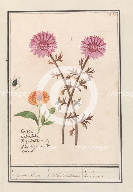 Pink flower (unknown) and marigold (Calendula officinalis), 1596-1610. Creators: Anselmus de Boodt, Elias Verhulst.