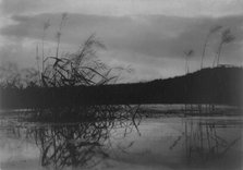 Wind-swept sedges, n.d.. Creator: Frances Benjamin Johnston.