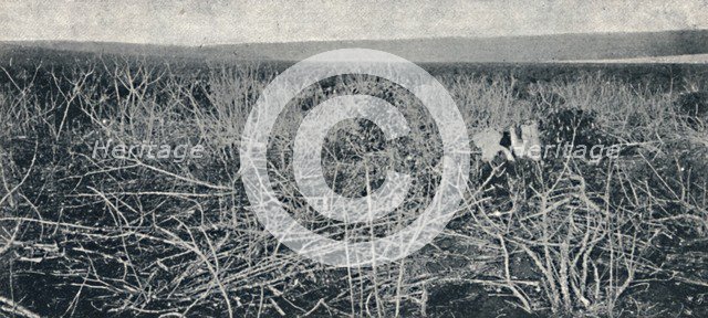 'Plantacao de Mandioca', 1895. Artist: Axel Frick.