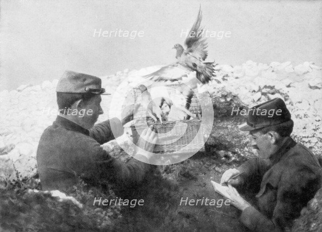 Messenger pigeons being released at the front line, World War I, 1915. Artist: Unknown