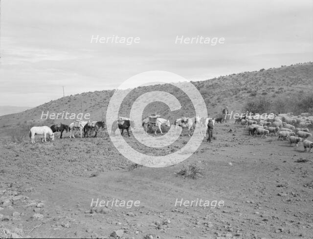 Possibly: Pack train coming down from summer camp, Washington County, Idaho, 1939. Creator: Dorothea Lange.