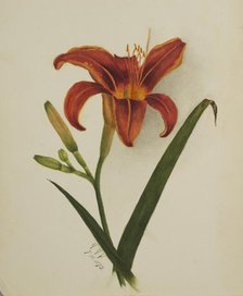 Untitled (Lily), 1875. Creator: Mary Vaux Walcott.