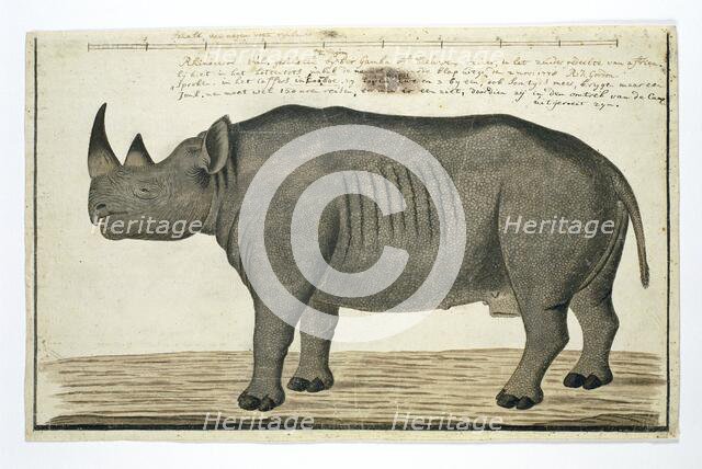 Diceros bicornis bicornis (Black rhinoceros; male), in or after 1778. Creator: Robert Jacob Gordon.