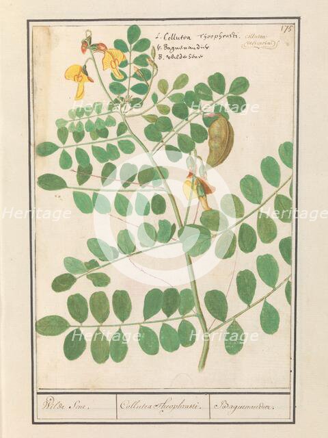 Lentil (Lens culinaris), 1596-1610. Creators: Anselmus de Boodt, Elias Verhulst.