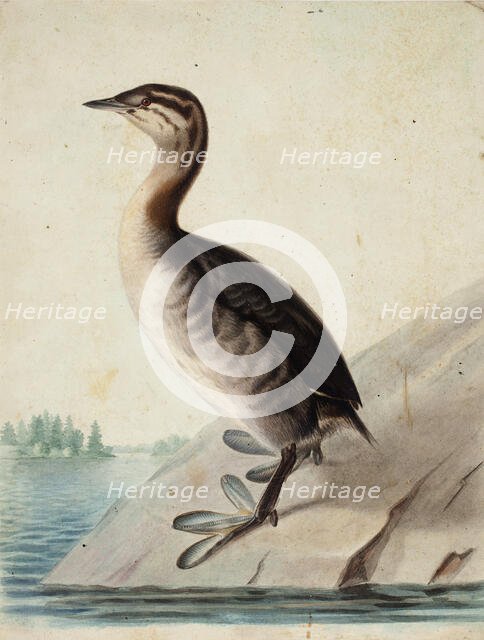 Young Horned Grebe, 1833. Creator: Wilhelm von Wright.