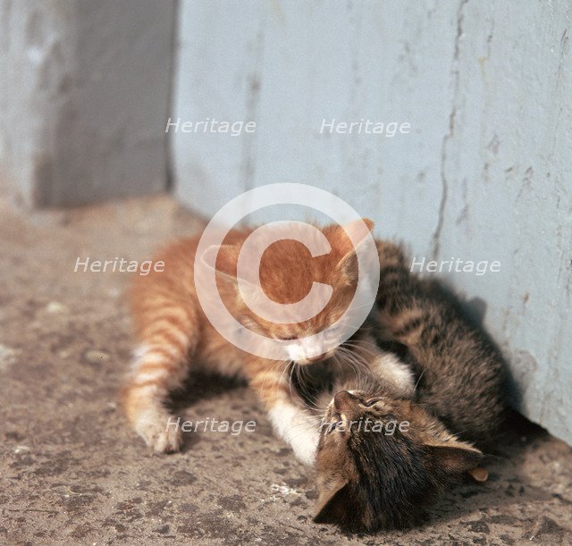 Kittens in Heracleion, Crete.