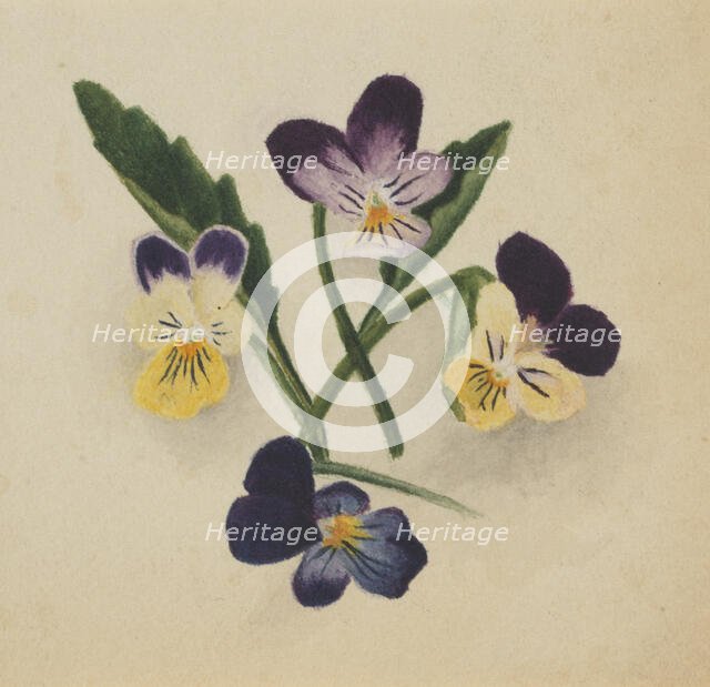 Untitled (Pansies), 1874. Creator: Mary Vaux Walcott.