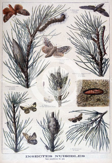 Harmful insects: butterflies and moths that damage pine trees, 1897. Creator: A Clement.