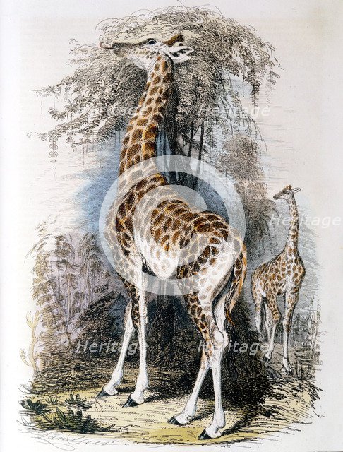 Giraffe browsing on a tree, 1836. Artist: Unknown