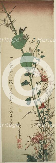 Japanese White-eyes and Chrysanthemums, c. 1830/44. Creator: Ando Hiroshige.