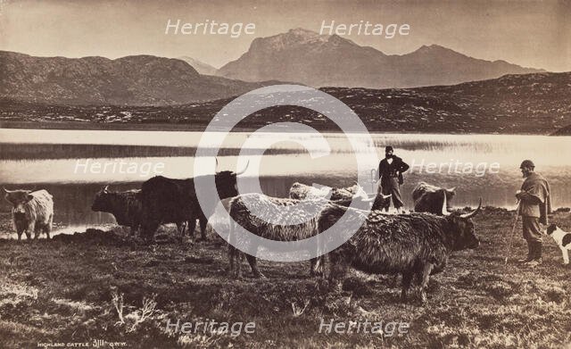 Highland Cattle, between 1870 and 1880. Creator: George Washington Wilson.