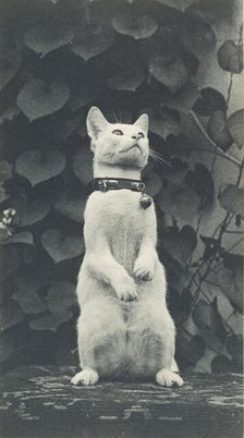 Cat in Eakins's Yard, c. 1880-1890. Creator: Thomas Eakins.