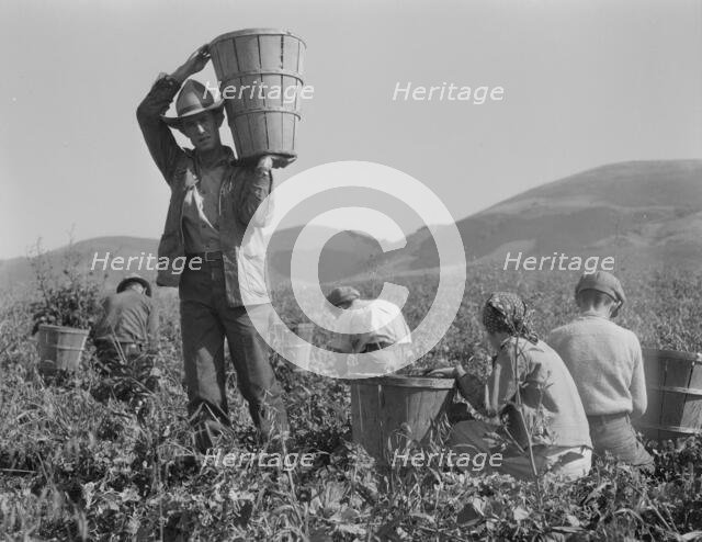 Pea harvest, family at work, Nipomo, California, 1937. Creator: Dorothea Lange.