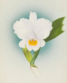 Orchid: Cattleya Schroderae, 1908. Creator: Frederick William Bolas.