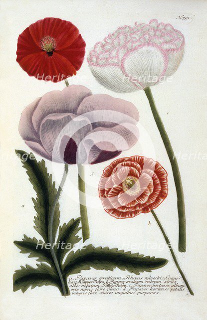 Papaver, 1737 (hand coloured engraving). Creator: "Georg Dionysius Ehret (1710 - 70); Ehret, Georg Dionysius (1710-1770)".