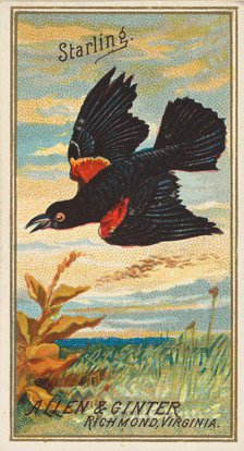 Starling, from the Birds of America series (N4) for Allen & Ginter Cigarettes Brands, 1888. Creator: Allen & Ginter.