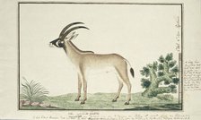 Hippotragus equinus (Roan antelope), 1777-1786. Creator: Robert Jacob Gordon.