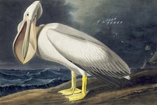 American White Pelican, Pelecanus Erythrorhynchos, 1845.