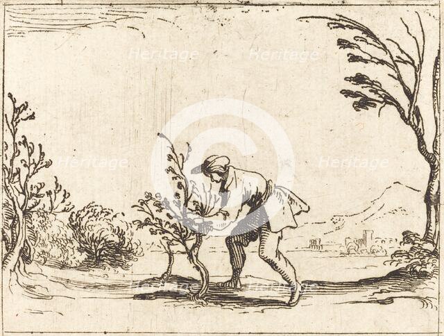 Man Cutting a Balm-Tree. Creator: Jacques Callot.