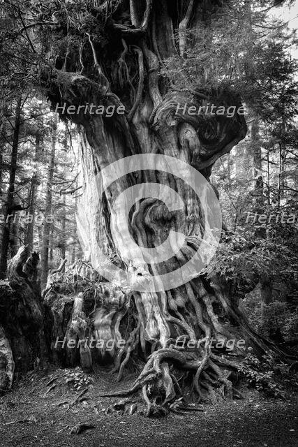 Big Cedar. Creator: Joshua Johnston.