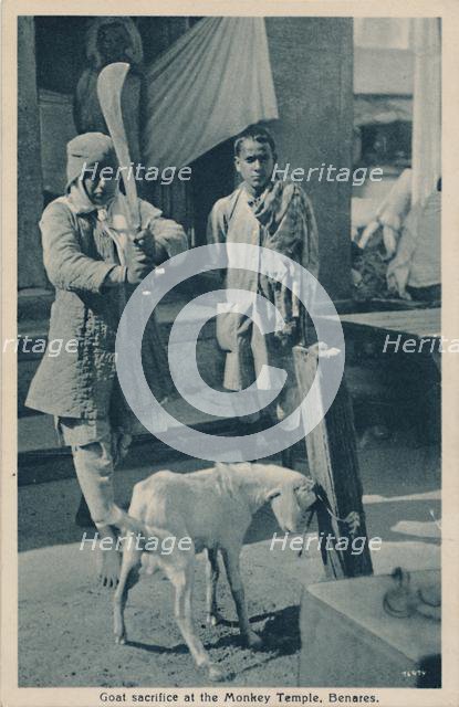 'Goat sacrifice at the Monkey Temple, Benares'. Creator: Unknown.