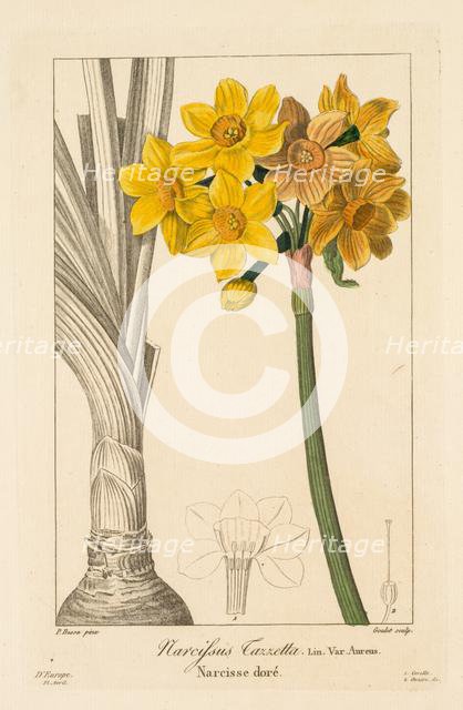 Flore des Jardiniers, Amateurs et Manufacturiers: Polyanthus or Cluster Narcissus, 1836. Creator: Pancrace Bessa (French, 1772-1846).