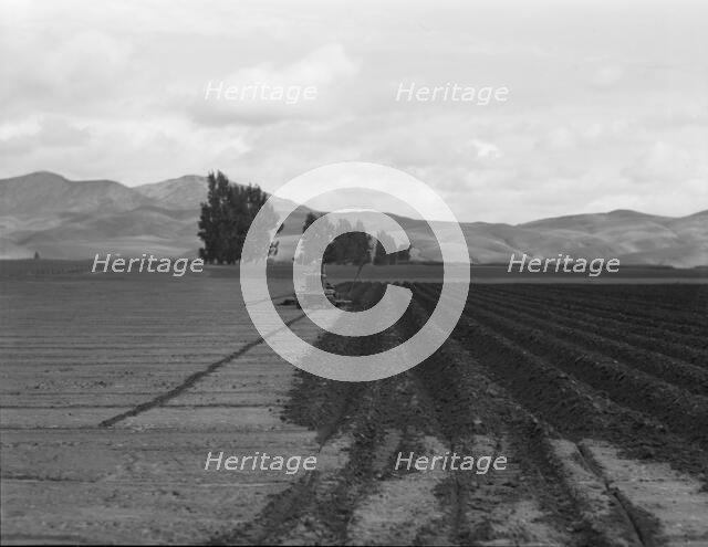 Sugar beet field showing tractor with plowshare attached and Mexican operator, California, 1936. Creator: Dorothea Lange.