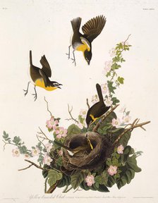 The yellow-breasted chat. From "The Birds of America", 1827-1838. Creator: Audubon, John James (1785-1851).