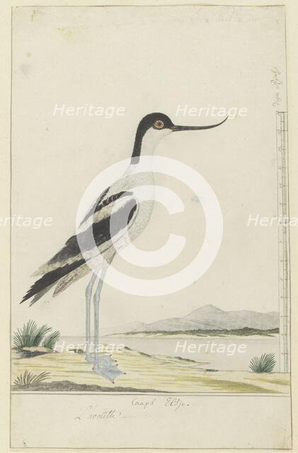Recurvirostra avosetta (pied avocet), 1777-1786. Creator: Robert Jacob Gordon.