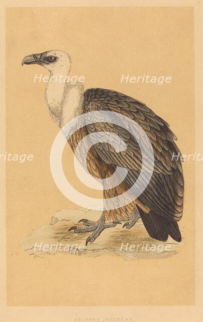 Griffon Vulture. Creator: Unknown.