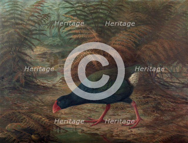 A moho takahe (Notornis mantelli), 1902. Creator: Johannes Keulemans.