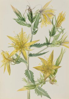 Blazing Star (Mentzelia laevicaulis), ca. 1930s. Creator: Mary Vaux Walcott.