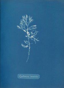 Cystoseira ericoides, ca. 1853. Creator: Anna Atkins.