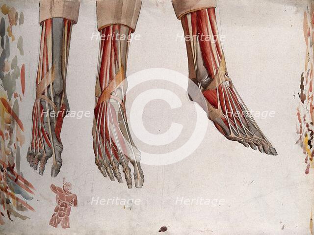 Three dissections of a foot, showing the muscles and tendons, with a marginal sketch of ..., (1833?) Creator: Johann Conrad Zeller.