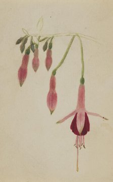 (Untitled--Flower Study), ca. 1872-1874. Creator: Mary Vaux Walcott.