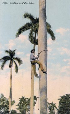 A man climbing a palm tree, Cuba, 1911. Artist: Unknown