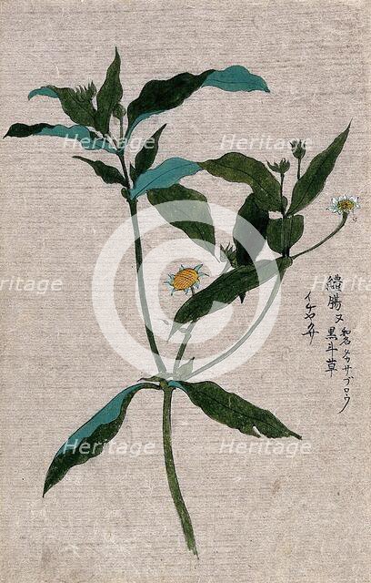 A plant, possibly of the Ranunculaceae family: flowering and fruiting stem. Creator: Unknown.