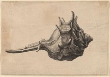 Shell (Murex brandaris), c. 1645. Creator: Wenceslaus Hollar.