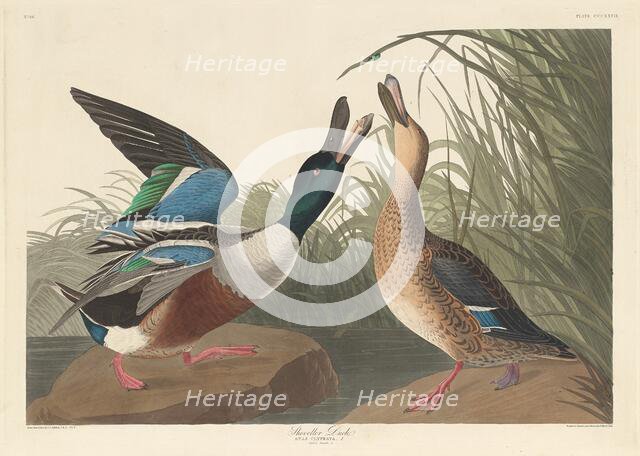 Shoveller Duck, 1836. Creator: Robert Havell.