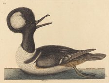 The Round Crested Duck (Mergus cucullatus), published 1731-1743. Creator: Mark Catesby.