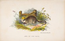 One of the Rats, from The Comic Natural History of the Human Race, 1851. Creators: Henry Louis Stephens, L. Rosenthal.