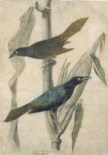 Purple Grackle, early-mid 19th century. Creator: John James Audubon.