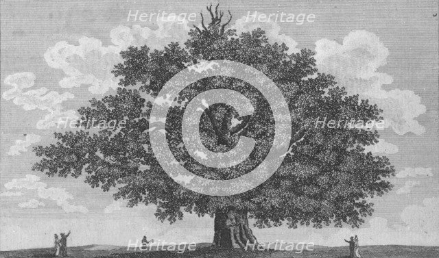 'The Penshurst Oak', 1794. Artist: Unknown.