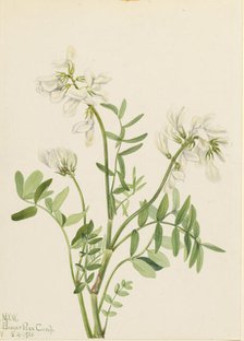 Sweetvetch (Hedysarum mackenzii), 1921. Creator: Mary Vaux Walcott.