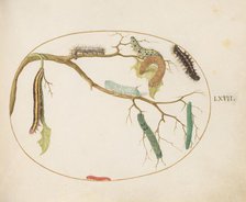 Animalia Qvadrvpedia et Reptilia (Terra): Plate LXVII, c. 1575/1580. Creator: Joris Hoefnagel.