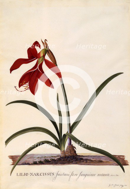 Lilio-Narcissus (Jaobean Lily), c. 1743 (hand coloured engraving). Creator: "Georg Dionysius Ehret (1710 - 70); Ehret, Georg Dionysius (1710-1770)".