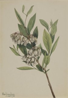 Stagger-Bush (Pieris mariana), 1918. Creator: Mary Vaux Walcott.