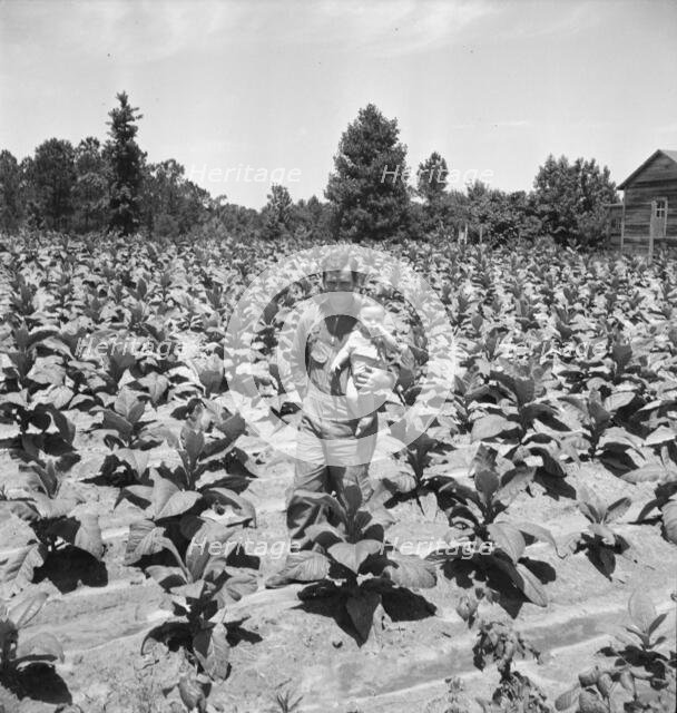 Sharecropper near Chapel Hill, North Carolina, 1939. Creator: Dorothea Lange.