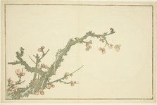 Blooming Plum Tree, from The Picture Book of Realistic Paintings of Hokusai..., Japan, c. 1814. Creator: Hokusai.